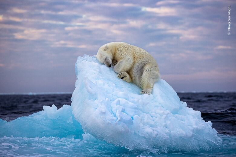 A polar asleep on an iceberg.