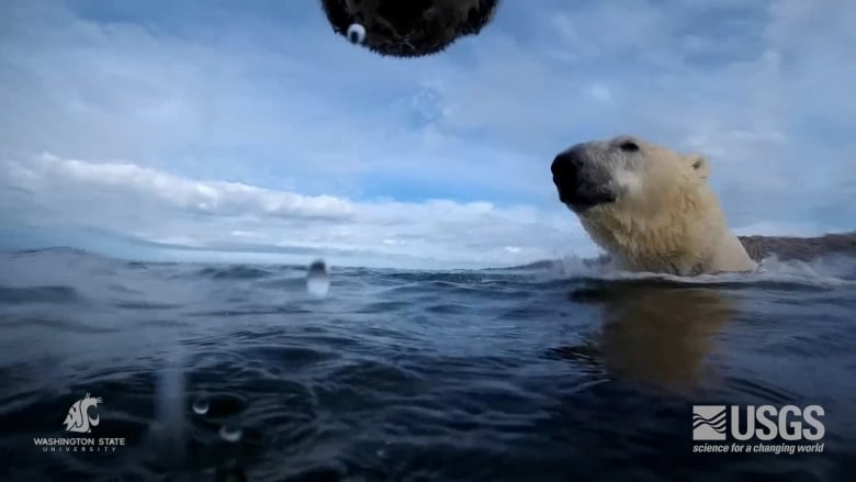 A polar bear's head is visible above the water as it swims in Hudson Bay near Churchill, Man.