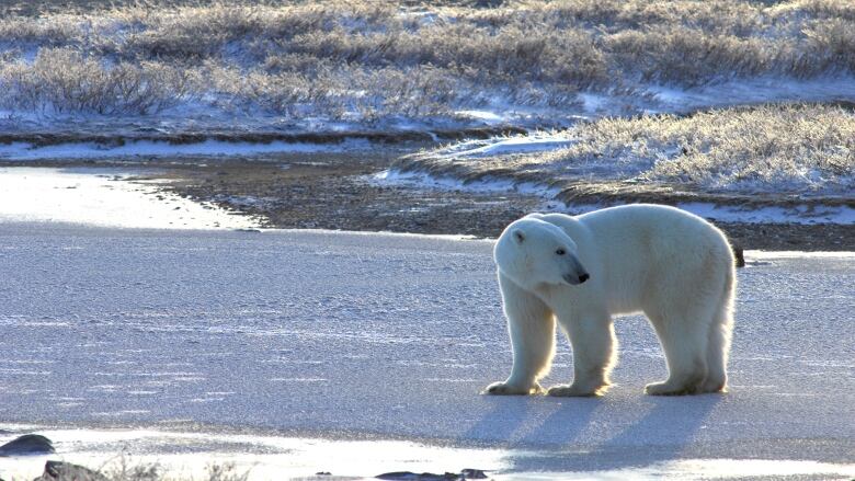 A polar bear prowls along a snow covered beach. Long tufts of grass poke through the snow in the background. 