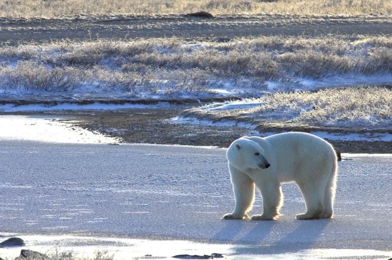 A polar bear prowls along a snow covered beach. Long tufts of grass poke through the snow in the background. 