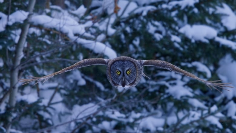 A great grey owl in flight in front of snow-covered evergreen trees