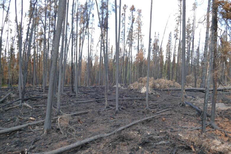 A stand of burned trees following a forest wildfire.