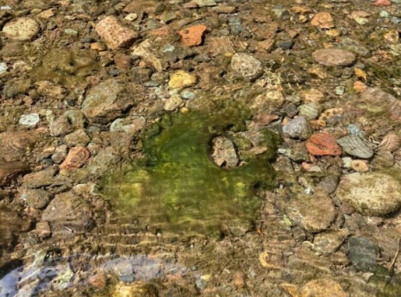 A stream bed with a green slim on the bottom is shown.