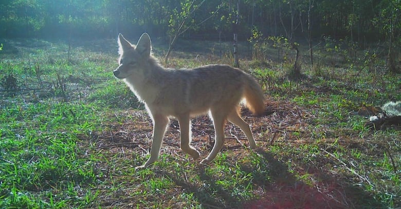 A coyote walks in the woods.