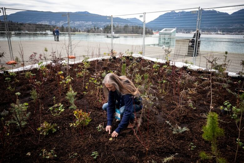 a woman plants a small tree