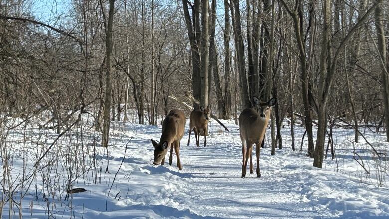 Three deer on a snowy path in a small woodsy area.