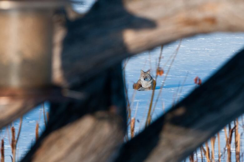 Seen through a fence, a coyote sits in snow. 