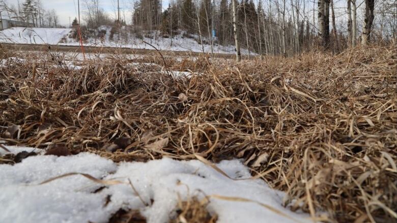 Dry brown grass with a little patch of snow on the ground.