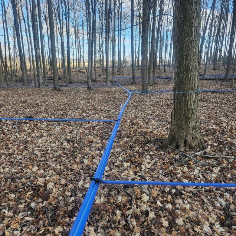 Tubes like these, pictured at Great Lakes Sugarbush, are often used to harvest sap from many maple trees at once.