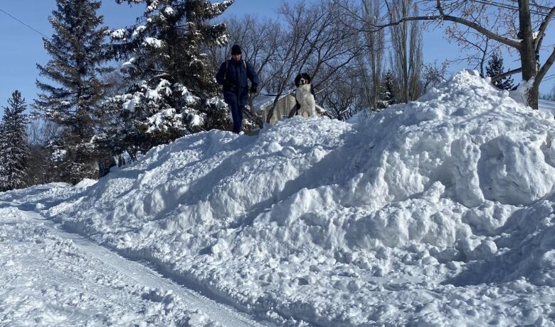 This Saskatoon man and his dog didn't seem to mind scaling the snow packed on the median during their walk Monday morning.