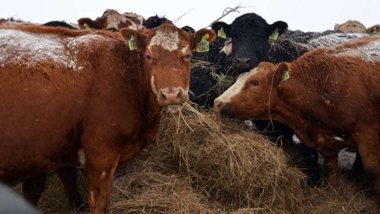 Cattle at Double F Farms dig in for a hearty meal.