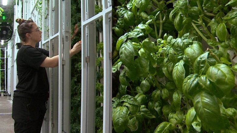 A woman tends to produce growing in an indoor vertical farm.