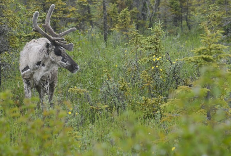 A caribou in a green forest