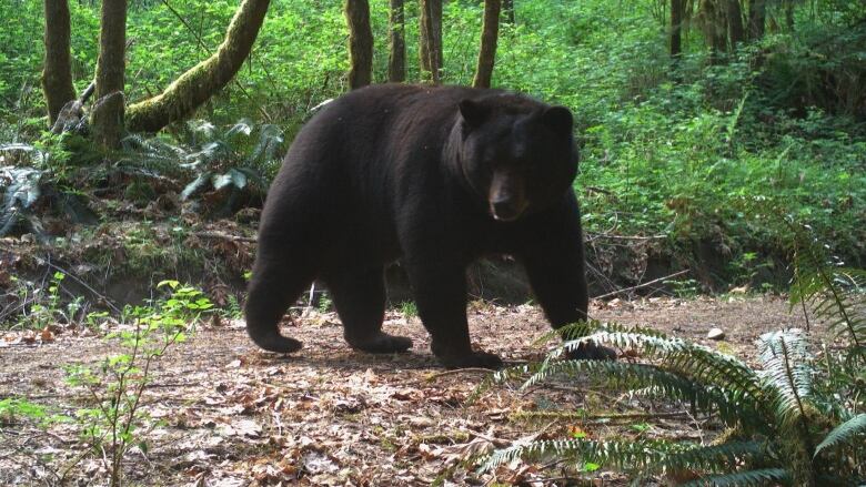 A black bear along a hiking trail in Malcolm Knapp Research Forest, British Columbia, Canada.