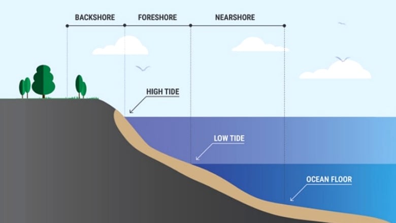 A drawing shows a sloped shoreline with trees on it and arrows pointing to the low tide and high tide marks.