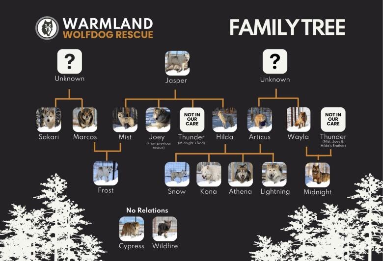 A family tree is pictured of the dogs taken in from the Warmland Wolfdog Rescue.