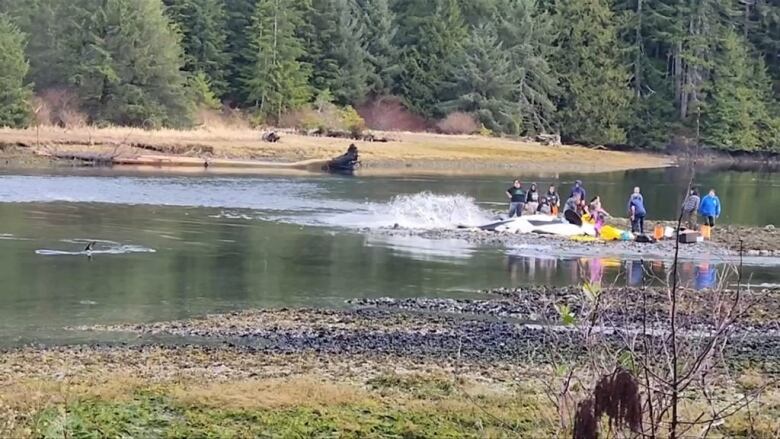 A eached orca is pictured on the right with people trying to push it back to the water while a calf swims nearby on the left.