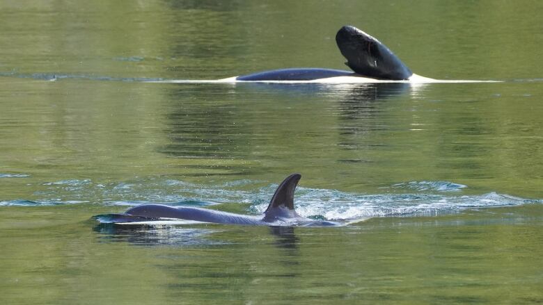 Two orcas are seen in water. One of them has its side fin upright, while the other is swimming normally.