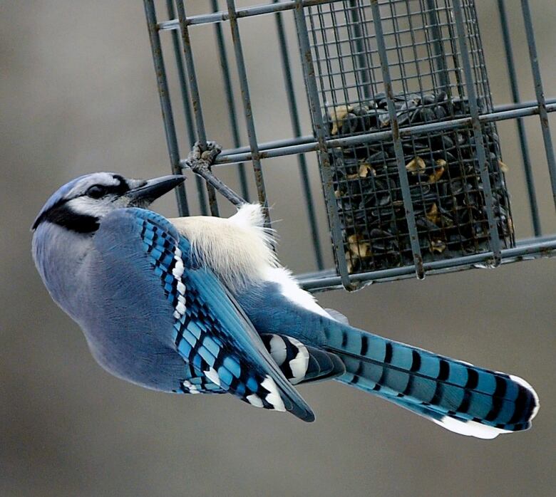 Blue jay clings to a wire feeder