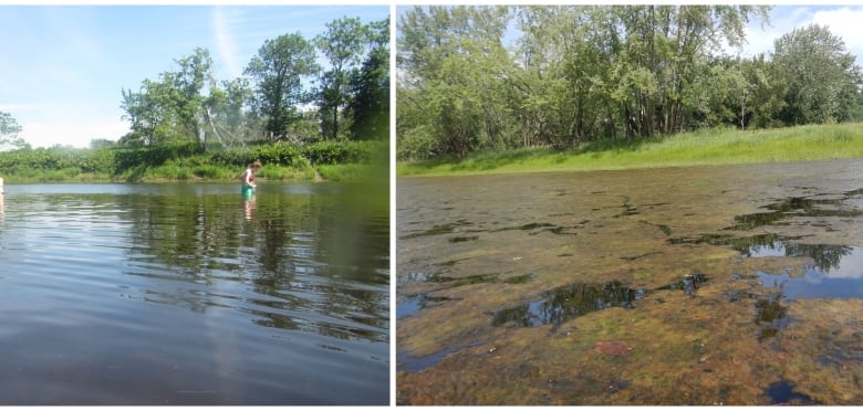 Side by side photos of a body of water. One on left shows clear water, while the one on the right has a thick brown mat of vegetation on the surface. 