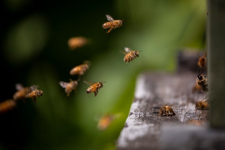 A Honeybee flies towards its hive at the Ocean Park Community Orchard in Surrey, British Columbia on Tuesday, July 5, 2022. 