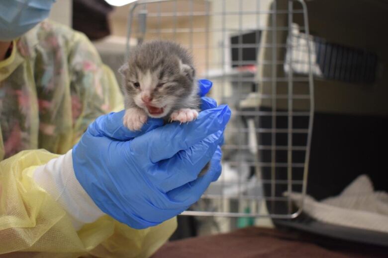 A mewling baby kitten in someone's hands.