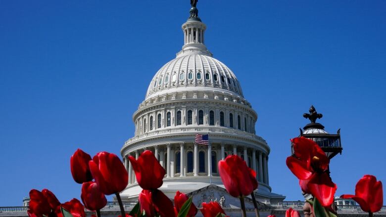 Red tulips in the foreground, US Capitol dome in the background