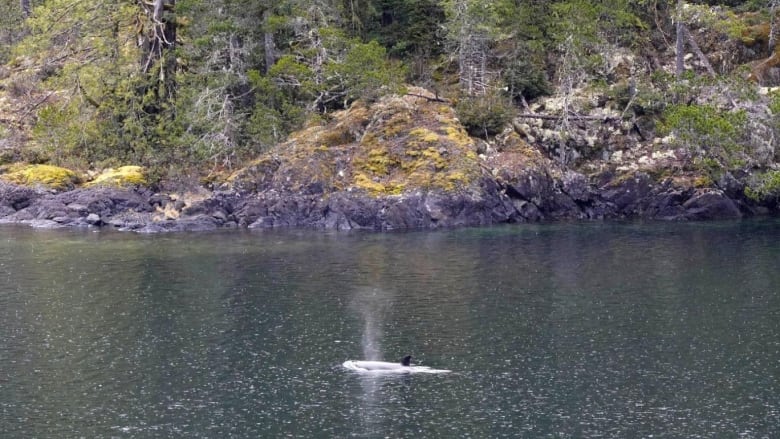 a young orca breaches the water near land