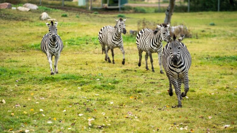 a herd of zebras is galloping toward the camera in a green field 