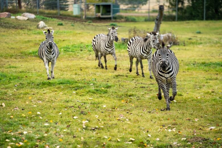 a herd of zebras is galloping toward the camera in a green field 