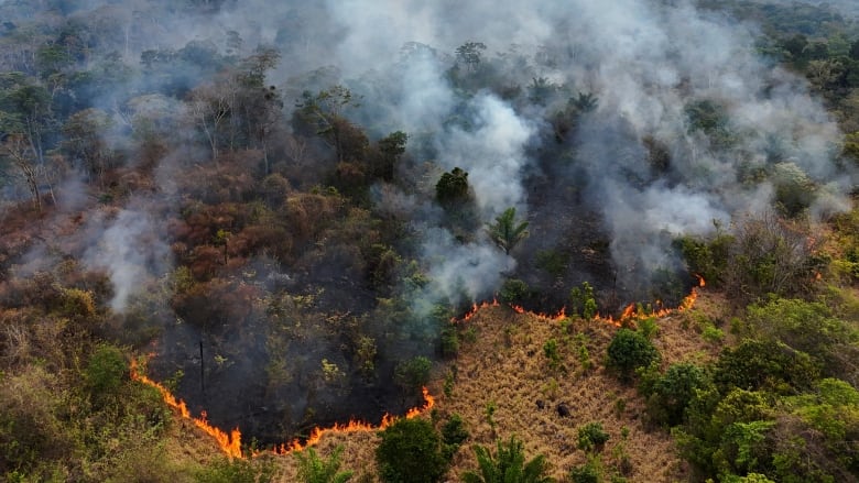 Overhead view of forest with a ring of fire burning across it.