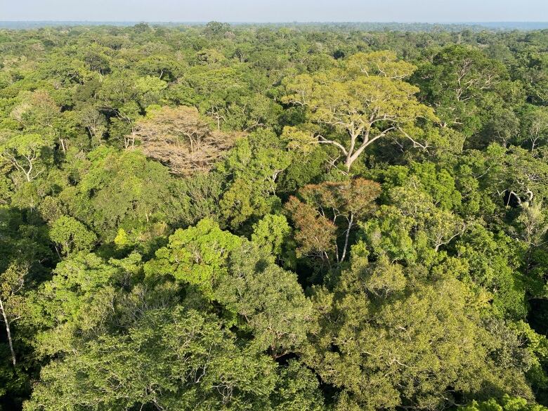 Overhead view of a green forest