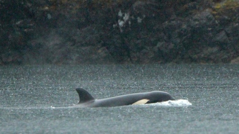 An orphaned orca calf is shown in a lagoon