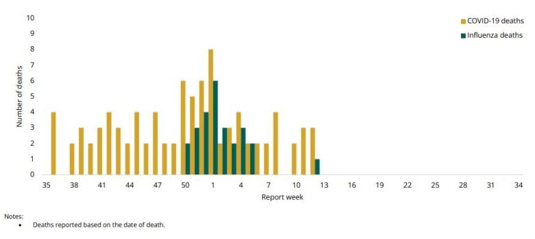 A bar chart with COVID deaths in yellow and influenza deaths in green.