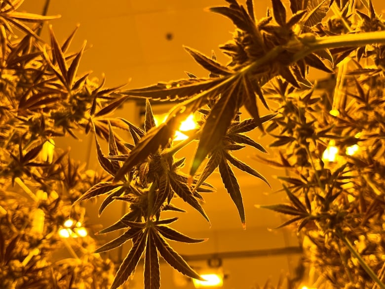 cannabis plants growing under the lights