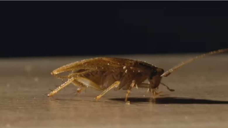 A  cockroach walks across a floor.