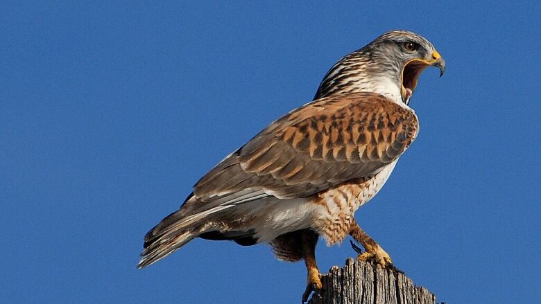 An active Ferruginous Hawk nest was discovered on the site of the proposed Saamis Solar Park power plant. The developer has since adjusted its plans, in response. 