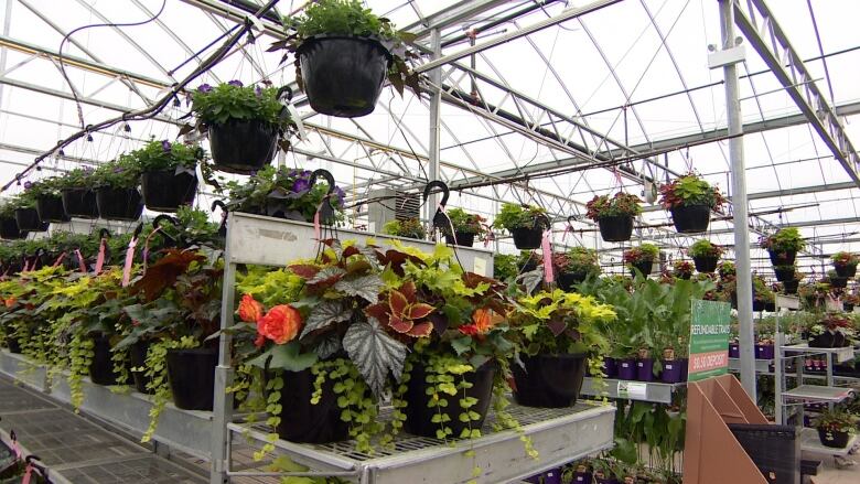 Plants at a greenhouse