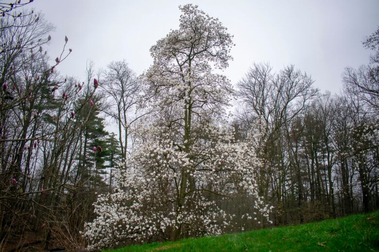 Star magnolia.