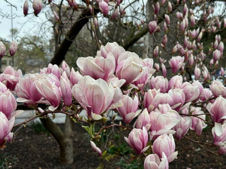 Flowers.