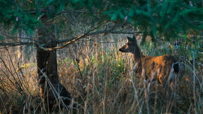 A deer stands surrounded by brush and trees amid orange sunlight.