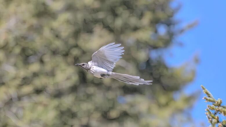 A bird flies in front of a tree. It's feathers are nearly all white.