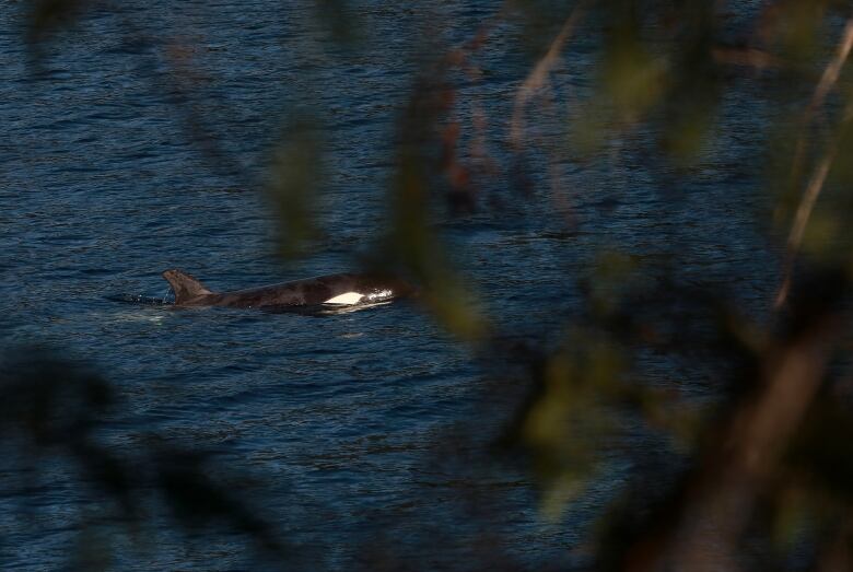 An orca is pictured beyond some shrubbery.