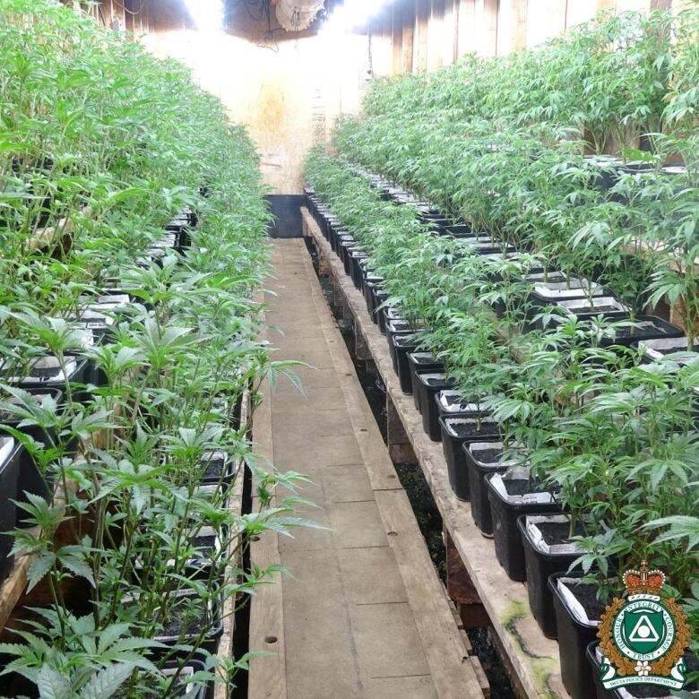 Rows and rows of marijuana plants in a greenhouse.