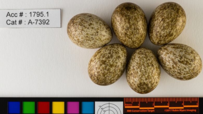 A picture of brown spotted magpie bird eggs