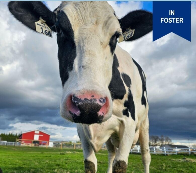 A black and white cow