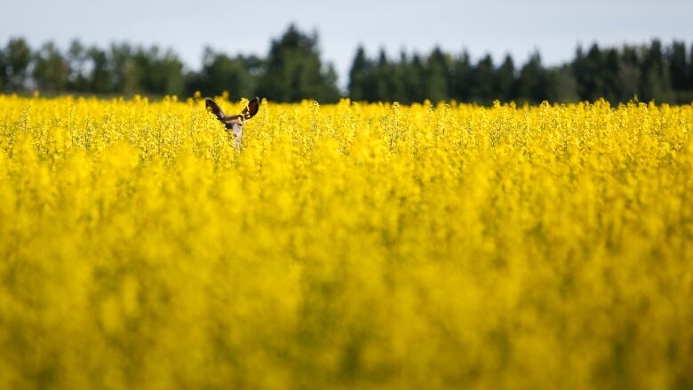 A deer stands in a canola field near Olds, Alta., Thursday, July 16, 2020. A new industry-led report suggests Canada's farmers can likely only achieve half of the federal government's targeted 30 per cent reduction in fertilizer emissions by 2030.