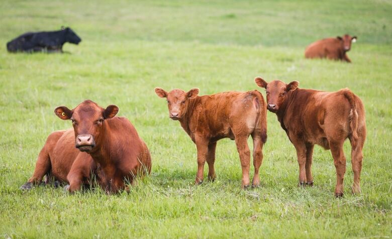 Cows and their calves graze in a pasture on a farm near Cremona, Alta., Wednesday, June 26, 2019.