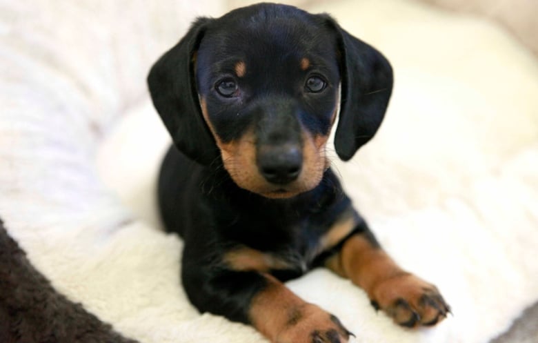 A puppy sitting on a white cushion faces the camera