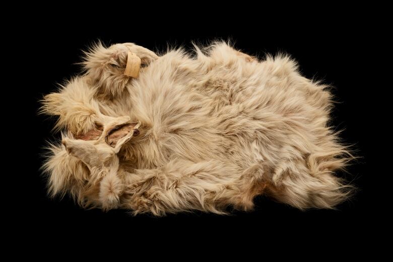 A white fur pelt against a black background.